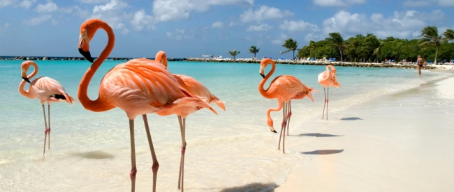 ARUBA 
