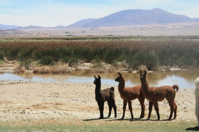 CATAMARCA Y TERMAS DE FIAMBALA