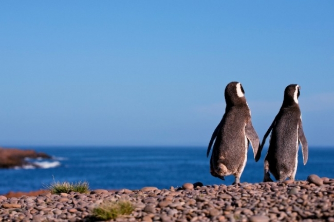 PUERTO MADRYN - Single