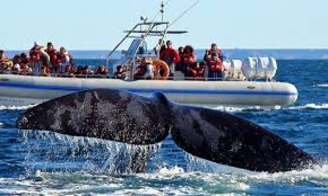 PUERTO MADRYN CON PEN�NSULA VALD�S + AVISTAJE