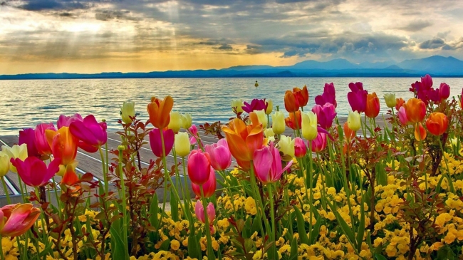 CAMPO DE TULIPANES 🌷 BARILOCHE