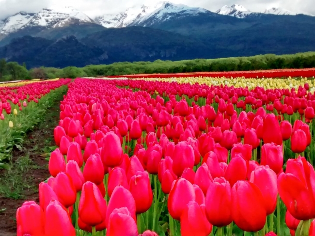 CAMPO DE TULIPANES 🌷 BARILOCHE