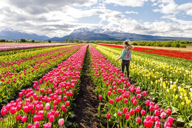 PATAGONIA AUSTRAL CON TULIPANES