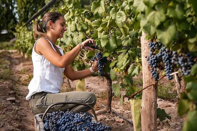 MENDOZA: BODEGAS & OLIVARES