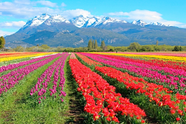 CAMPO DE TULIPANES 🌷 BARILOCHE