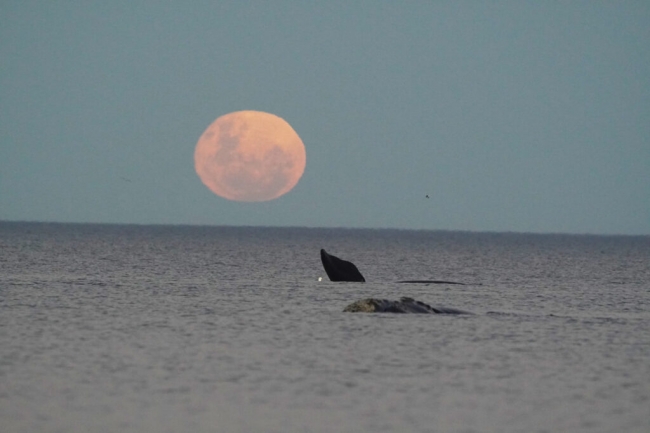 PUERTO MADRYN: BALLENAS & LUNA LLENA EN EL DORADILLO🐋🌕