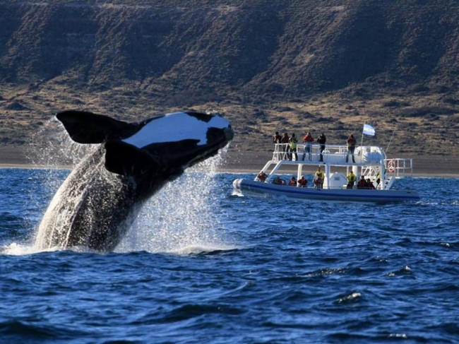 PUERTO MADRYN: BALLENAS & LUNA LLENA EN EL DORADILLO🐋🌕
