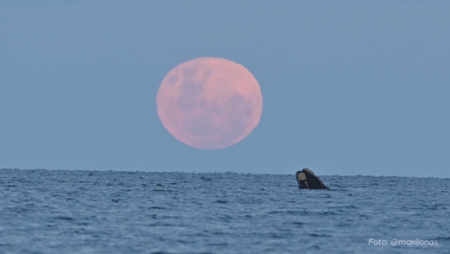 PUERTO MADRYN: BALLENAS & LUNA LLENA EN EL DORADILLO🐋🌕